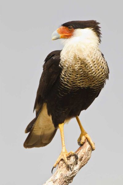 TX, Mission Crested caracara standing on branch